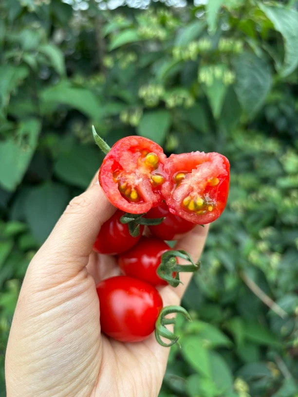 【顺丰包邮】阿峰家圣女果现摘玲珑小番茄口感好新鲜4斤小番茄