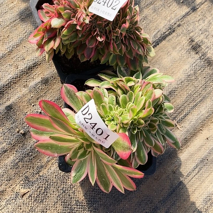 2401、02女巫红秀多肉缀化2颗