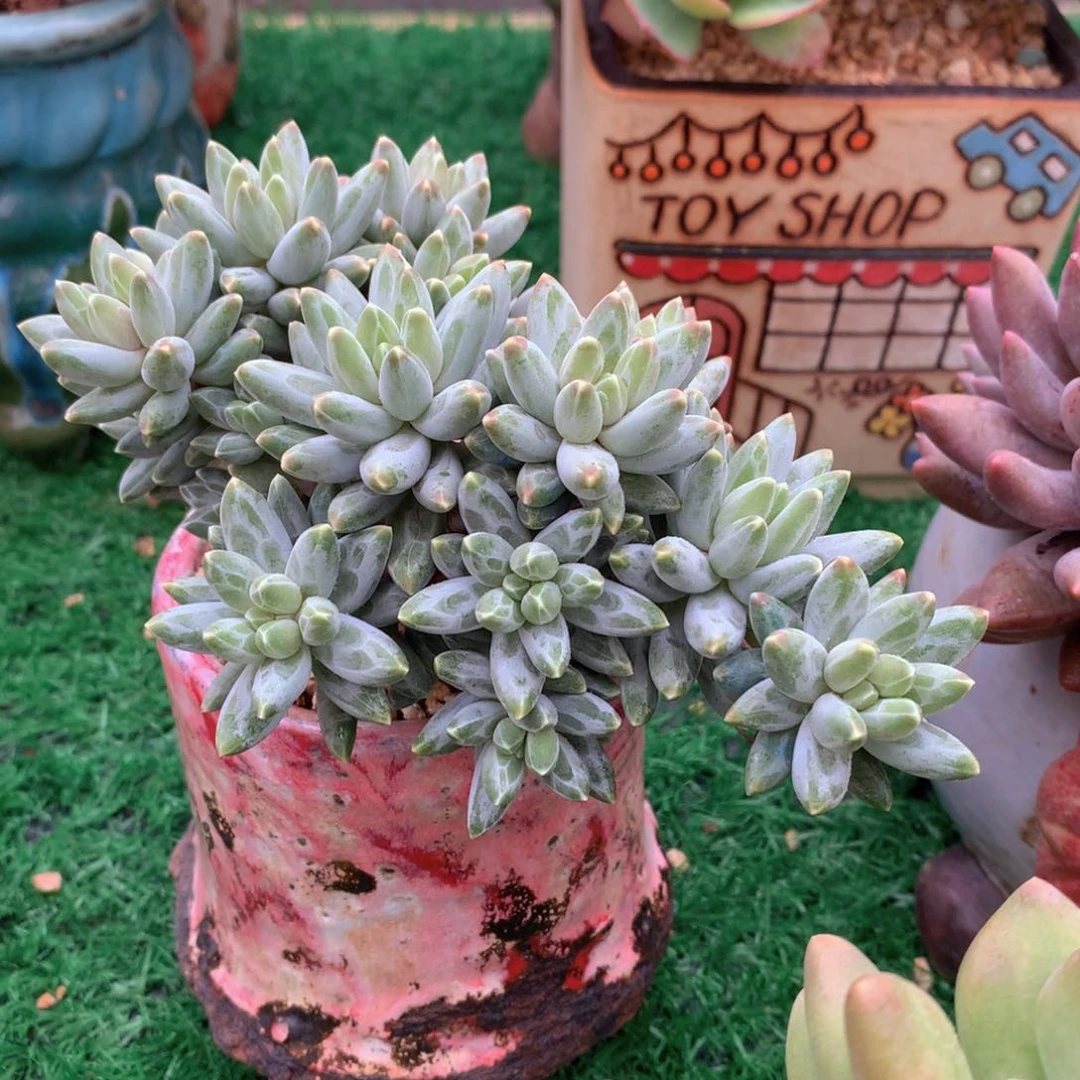 桃夭美人14 公分一物一拍