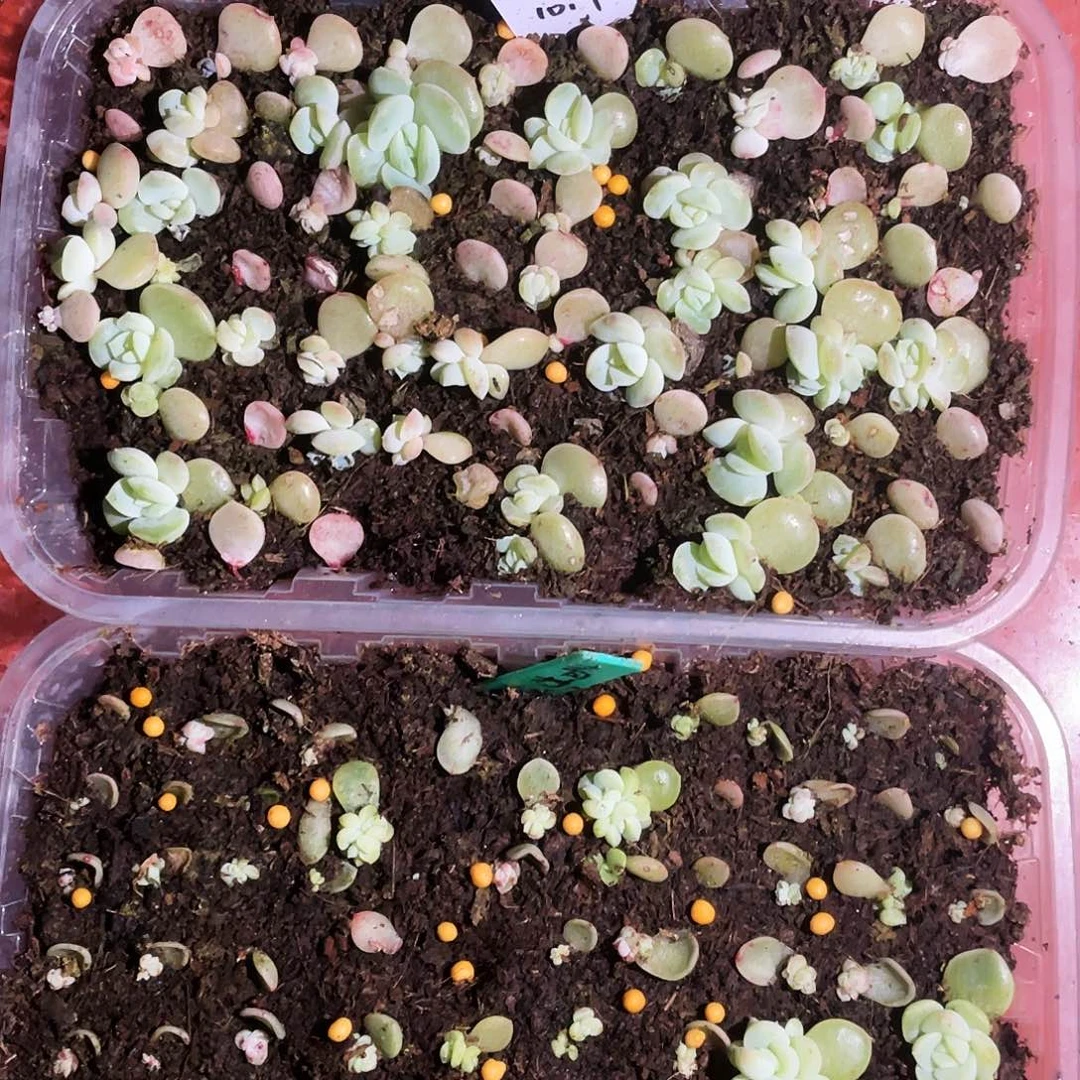 霞辉芝麻苗一个满25包邮