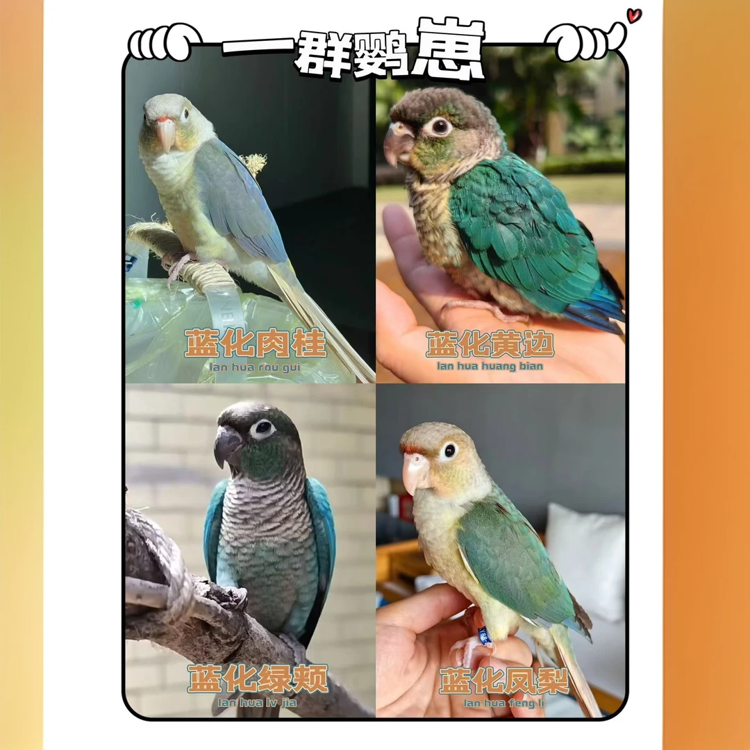 手养鹦鹉特色系列