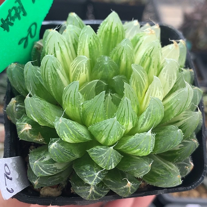 花蝴蝶玉露锦一物一拍