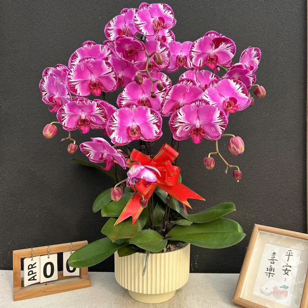 招财猫  稀有品种高货   精美艺术组盆蝴蝶兰室内盆栽花卉鲜