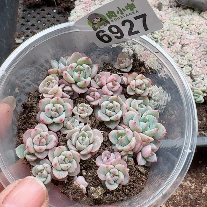 多肉植物多肉植物