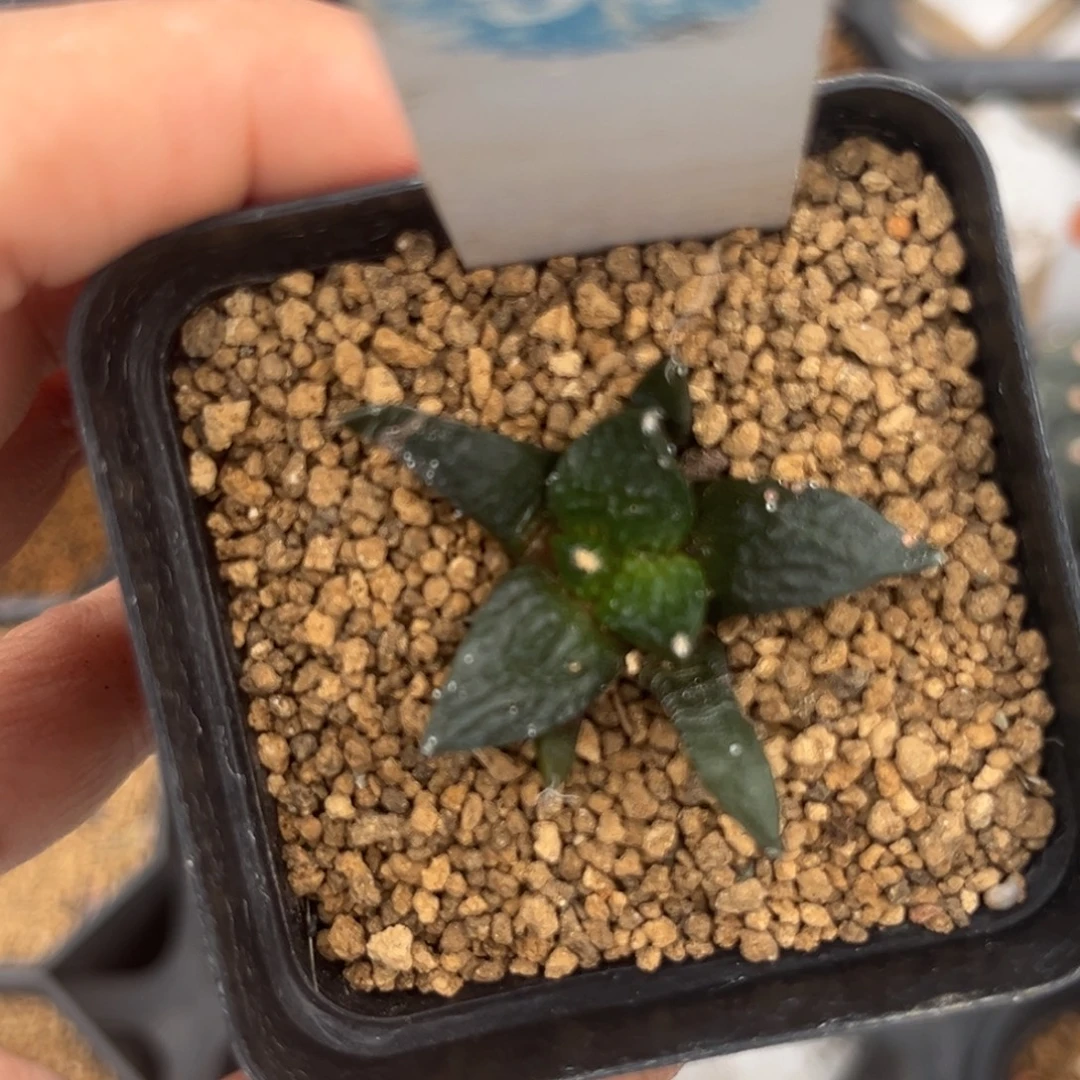 丸***酱57龟甲牡丹一物一拍