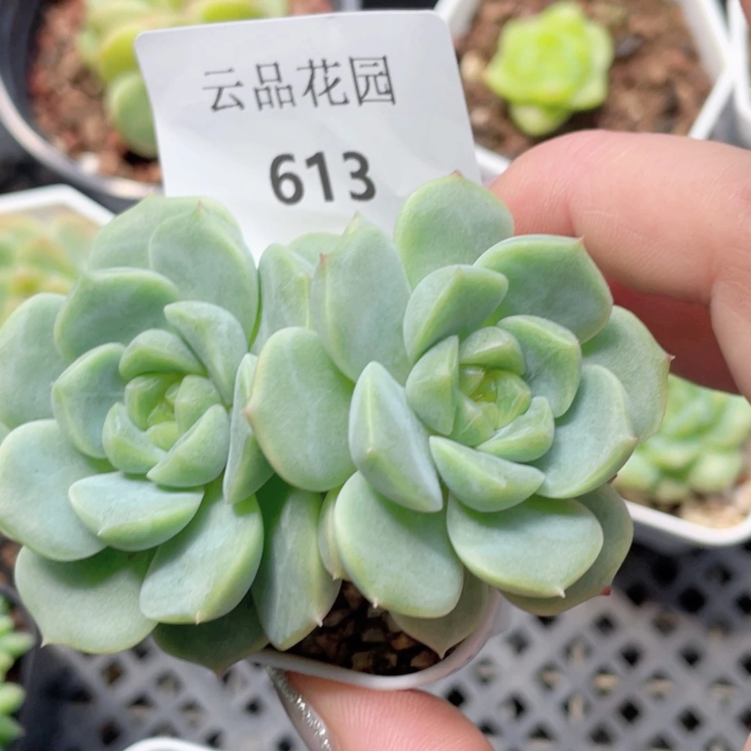 613号糖心冰心珍妮