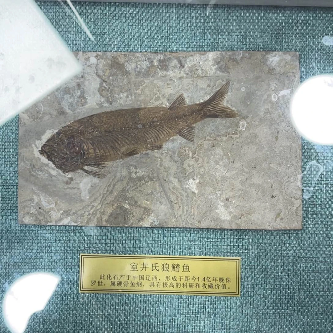 辽西古生物博物库