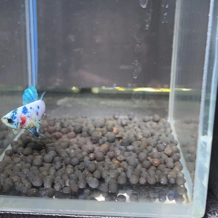 斗鱼泰国斗鱼489号