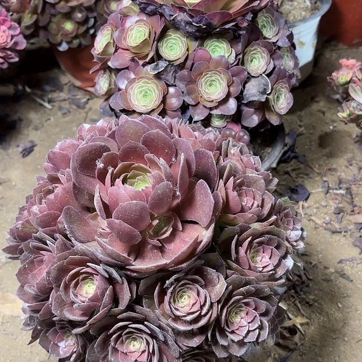 多肉植物法师2颗9