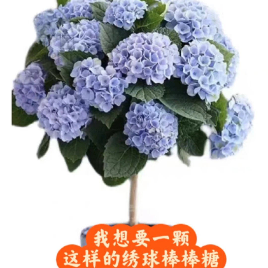 棒棒糖绣球花树经典绣球花盆栽苗 多品种庭院阳台多年生花卉