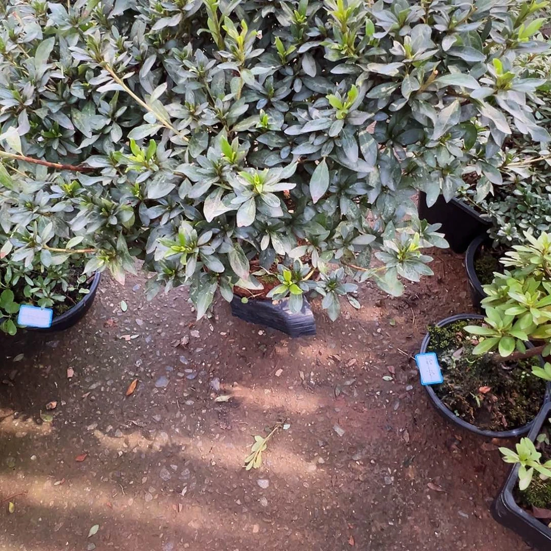 无花朵红牡丹杜鹃花