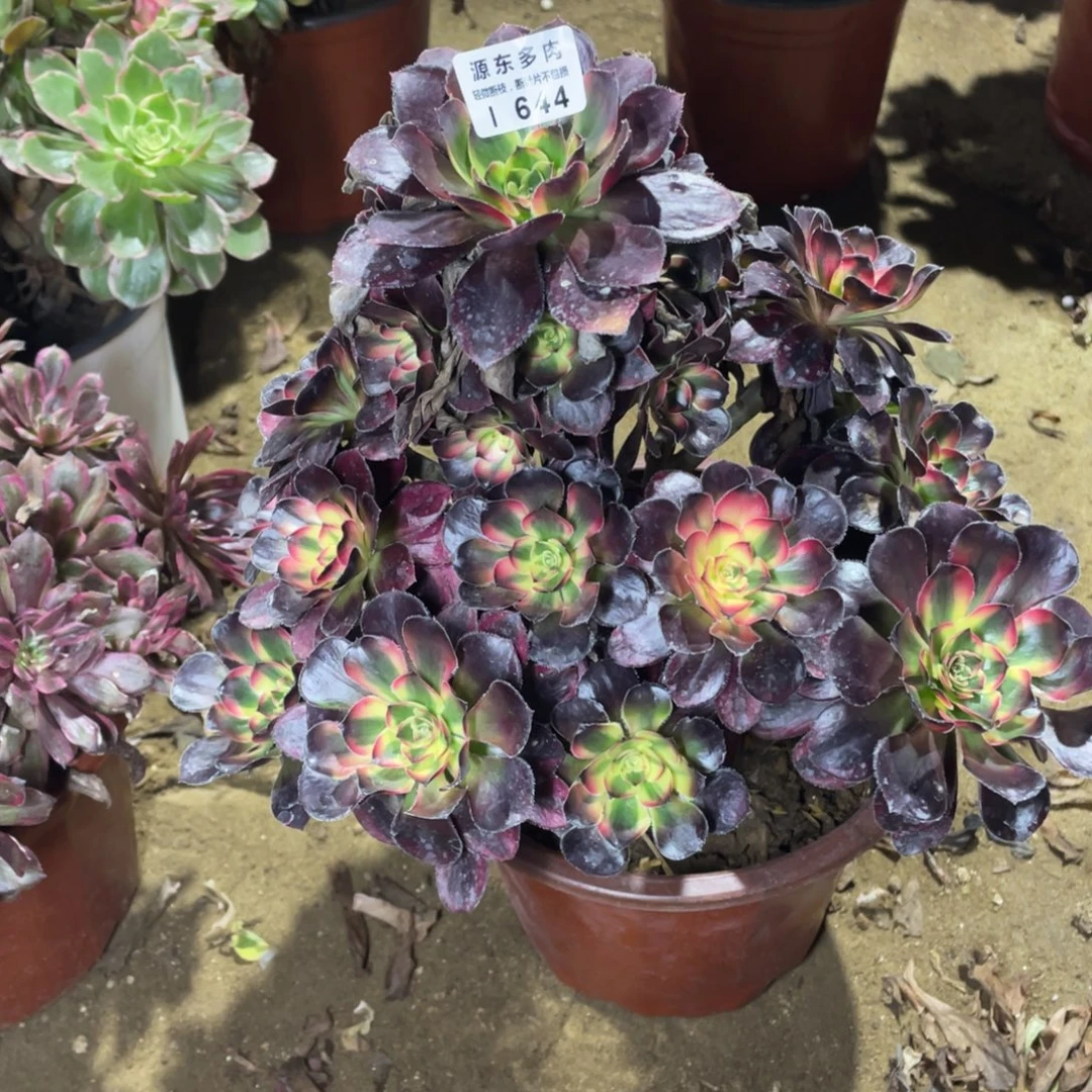 644花福蝶多肉法师断枝不包