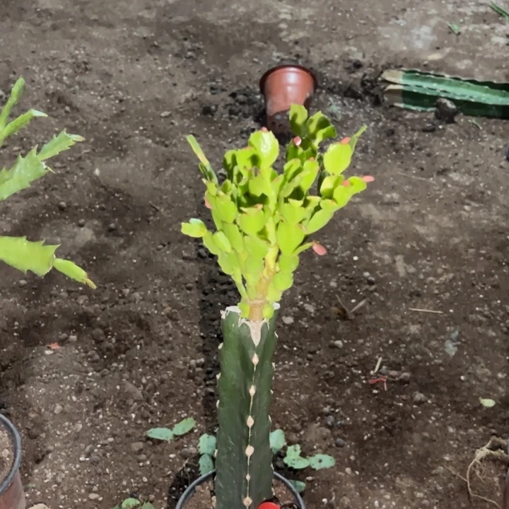 啤****当前无花栽培后可以开花金鸡菊5