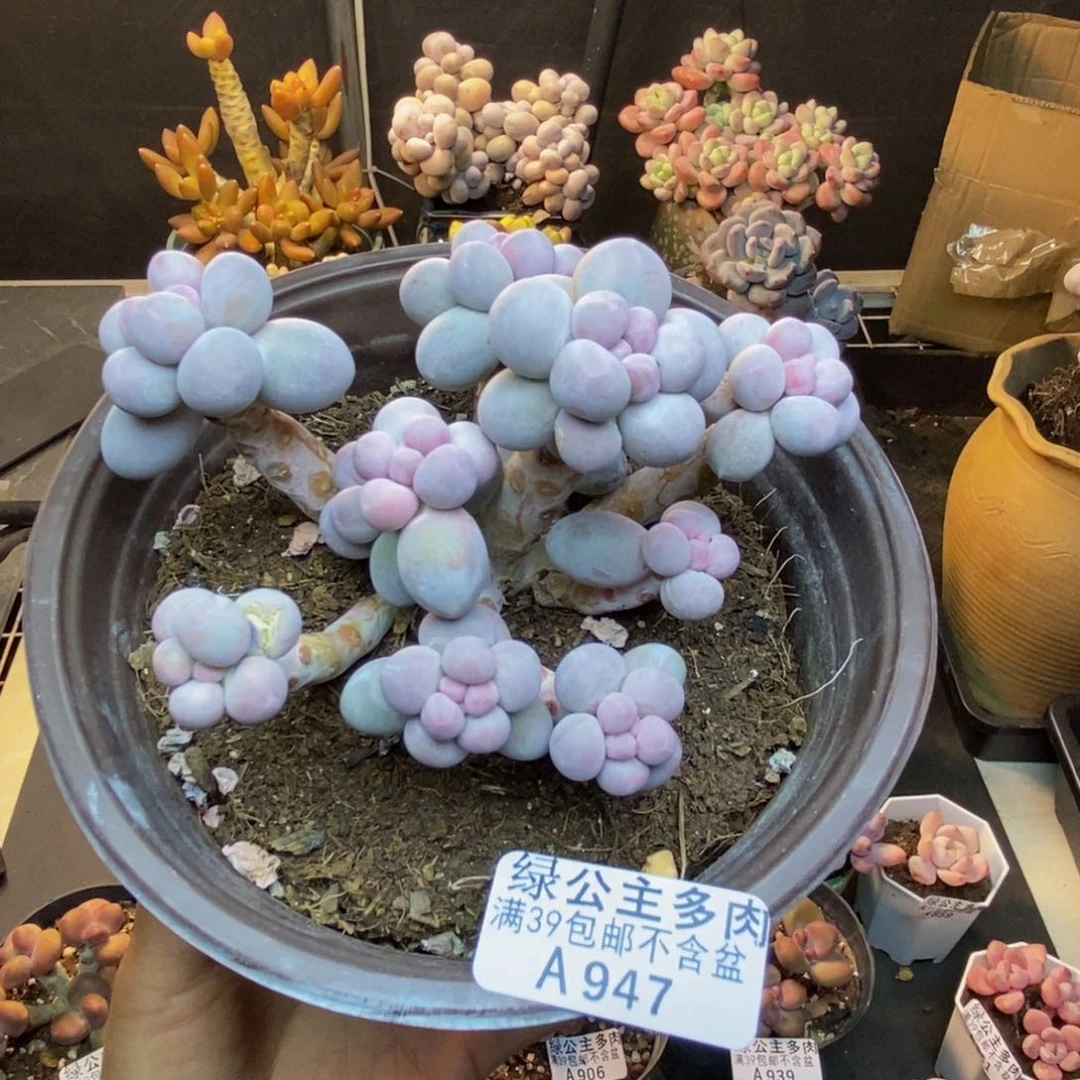 947香水手指奶多肉10c m
