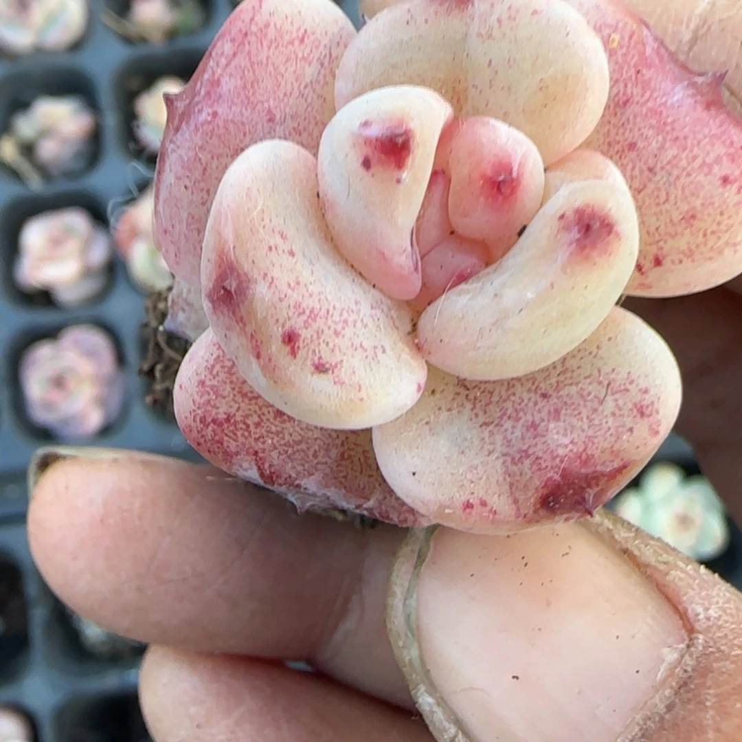 多肉小卡拉米糖心一物一拍