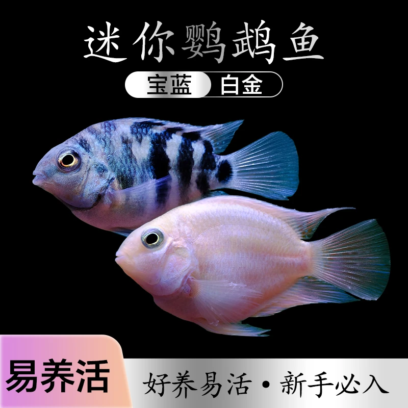 4-5cm【2条】迷你鹦鹉观赏鱼耐活小型热带鱼淡水可繁殖好养易活