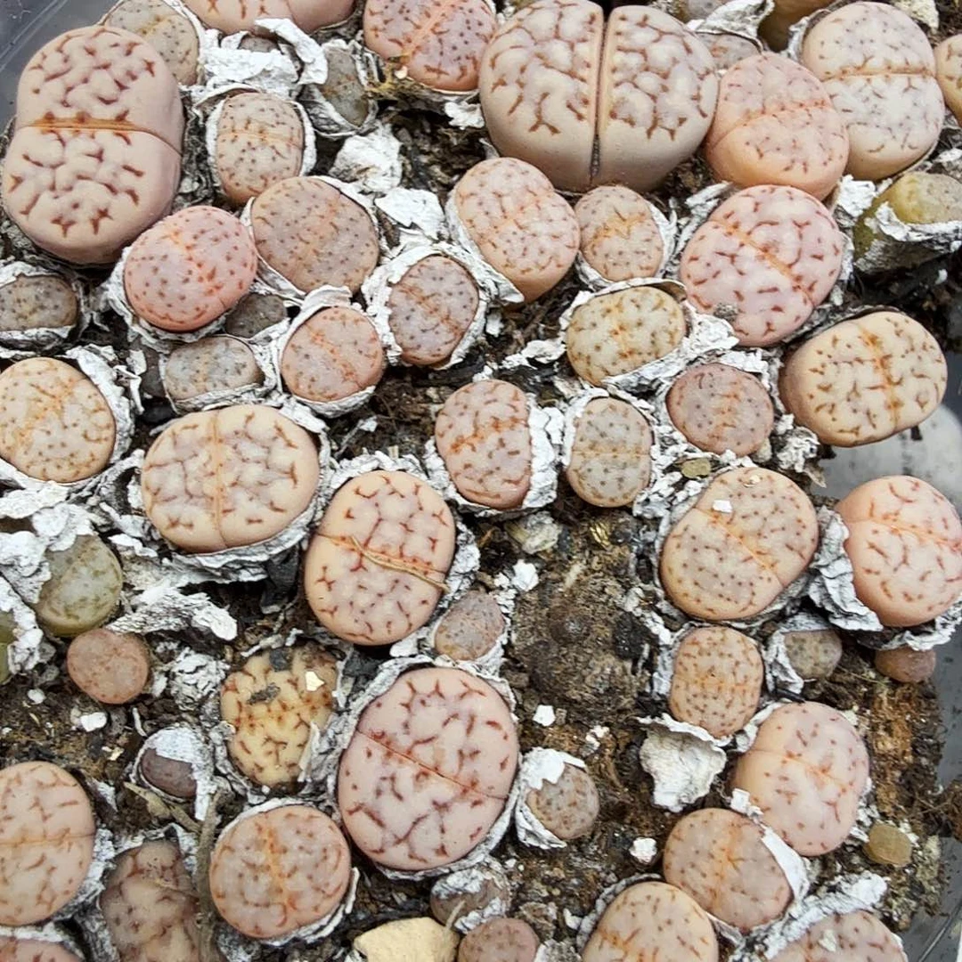 不能给孩子买什么零食吗254