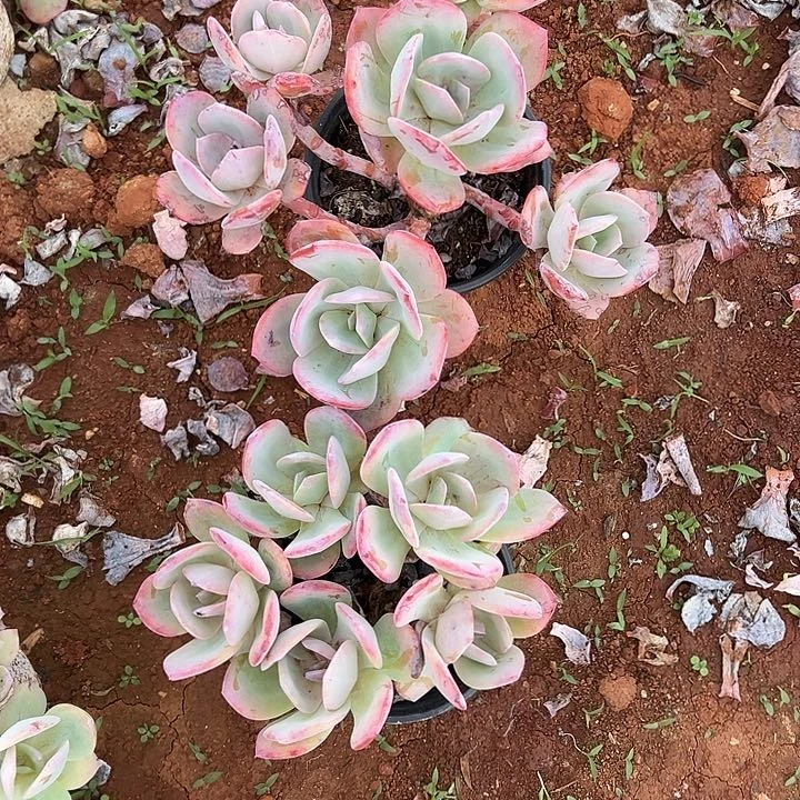 云南白凤老桩两颗