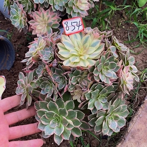 黑魔锦老桩捧花854号