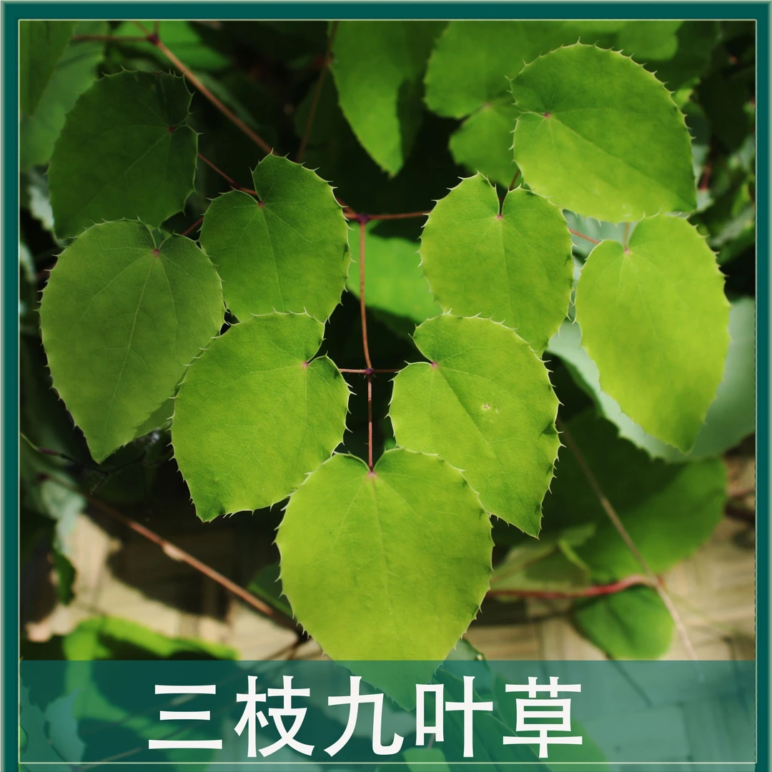 甘肃小圆叶三枝九叶草深山高海拔采摘自然晾晒泡水泡酒