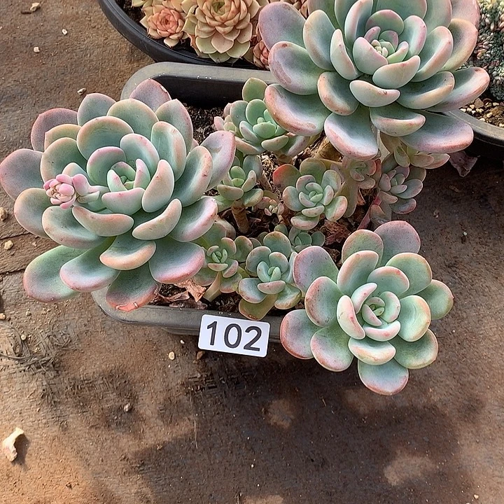 102香橙 一物一拍多肉