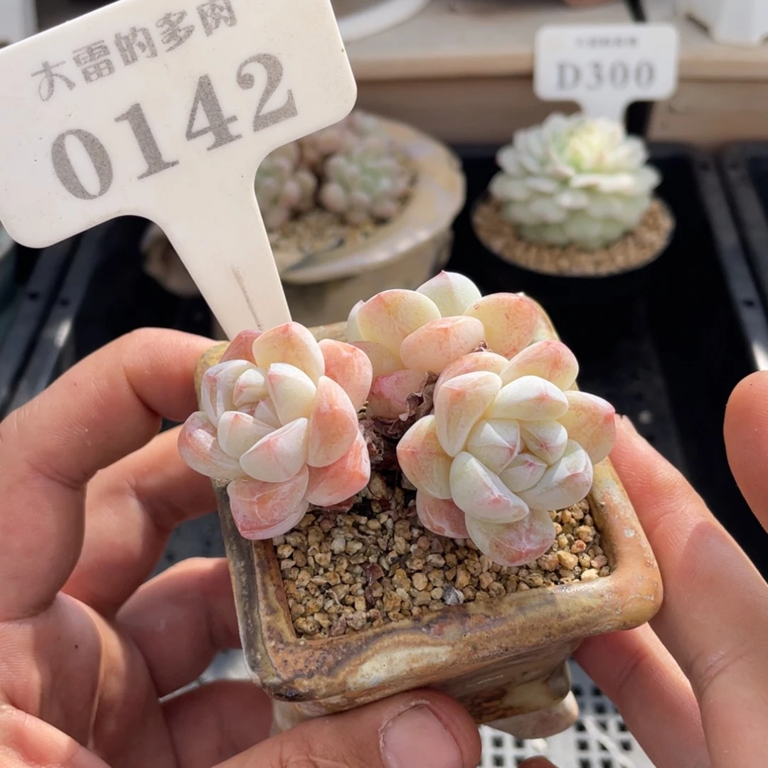 晚***?0142冰玉不带盆6厘米