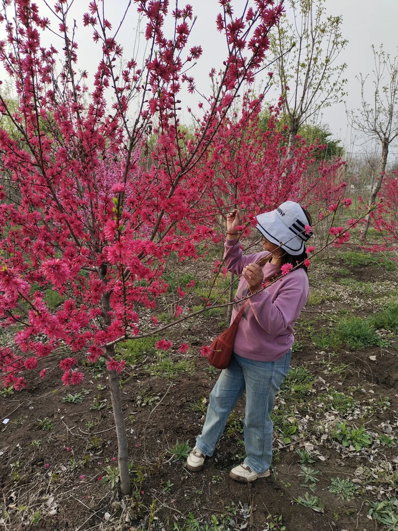 紫叶碧桃菊花碧桃青叶碧桃