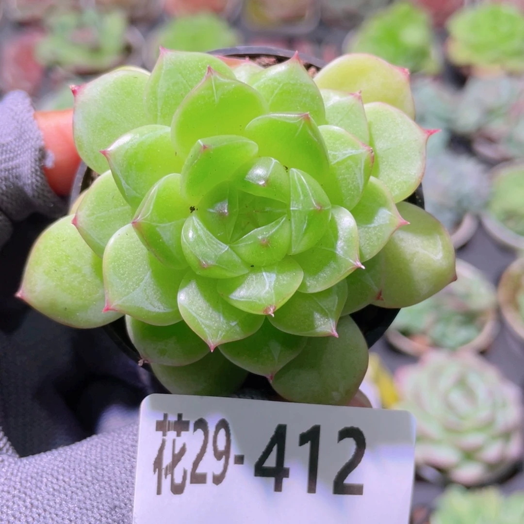 花利美29-412珍妮青润