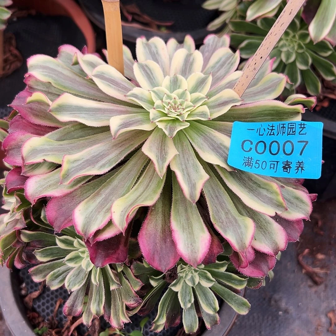 多肉植物0007红波澜