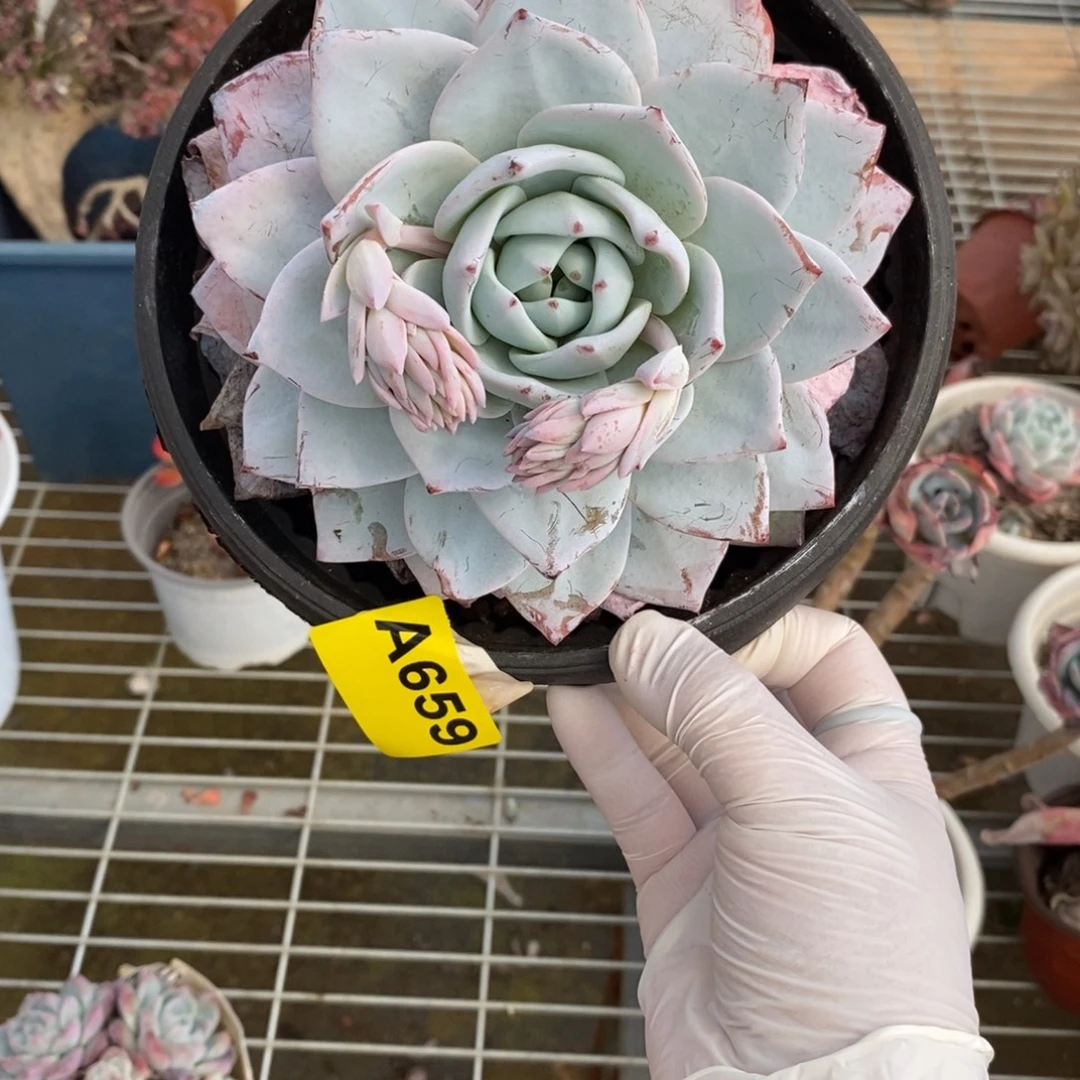 姜***️659粉蓝鸟一物一拍