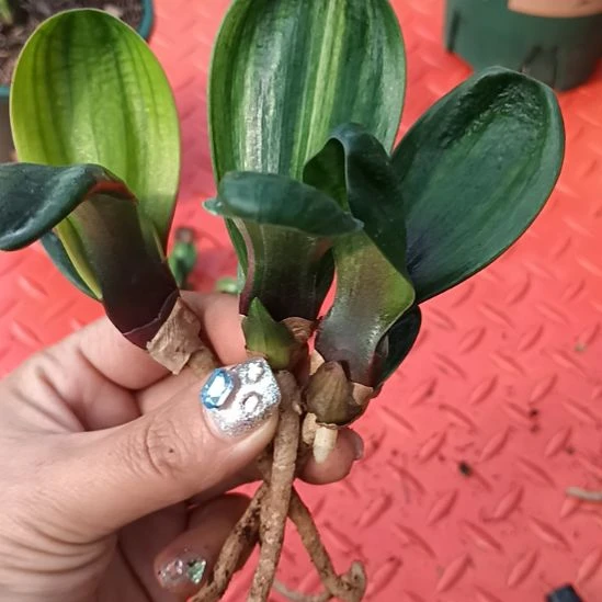 鱼*特色花卉君子兰小苗