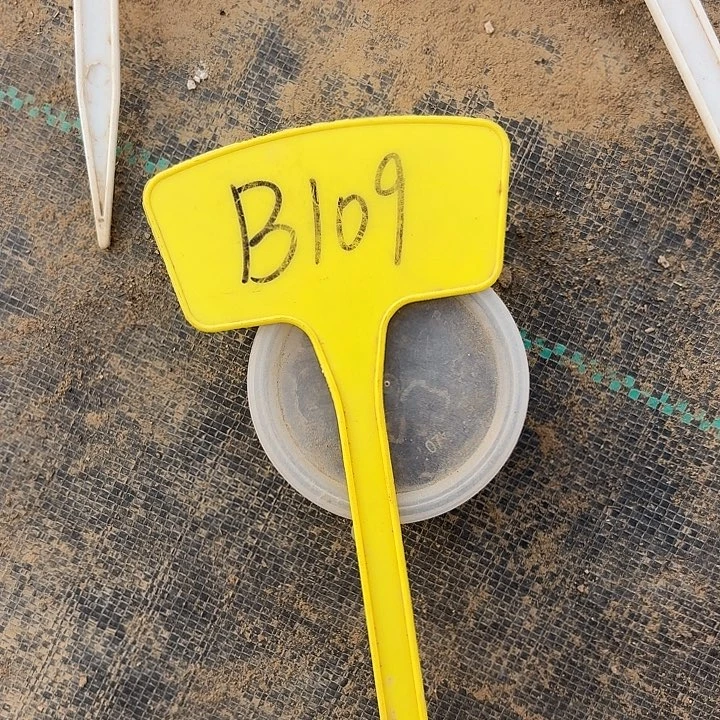 ?**呀B109,种子送的，无售后