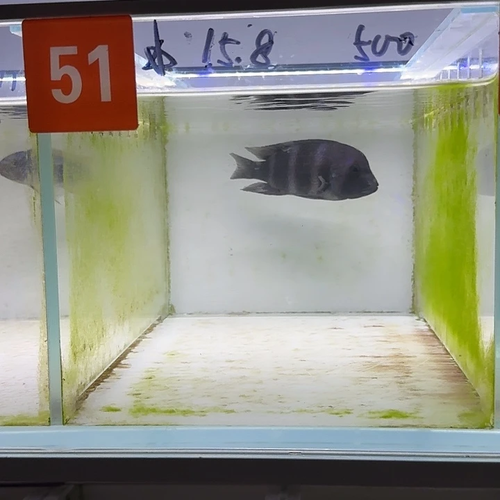 慈鲷蓝六间拍卖今天