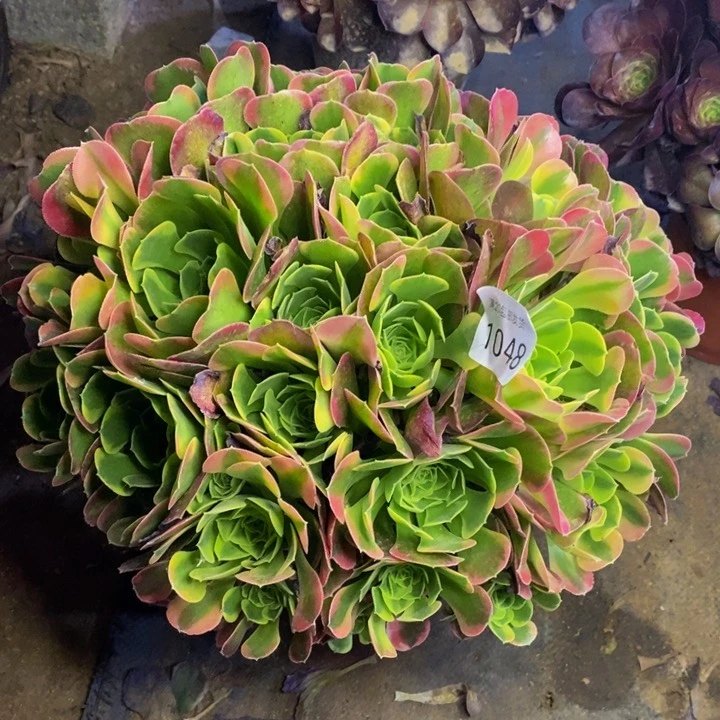 特拉斯多肉断头不包1048