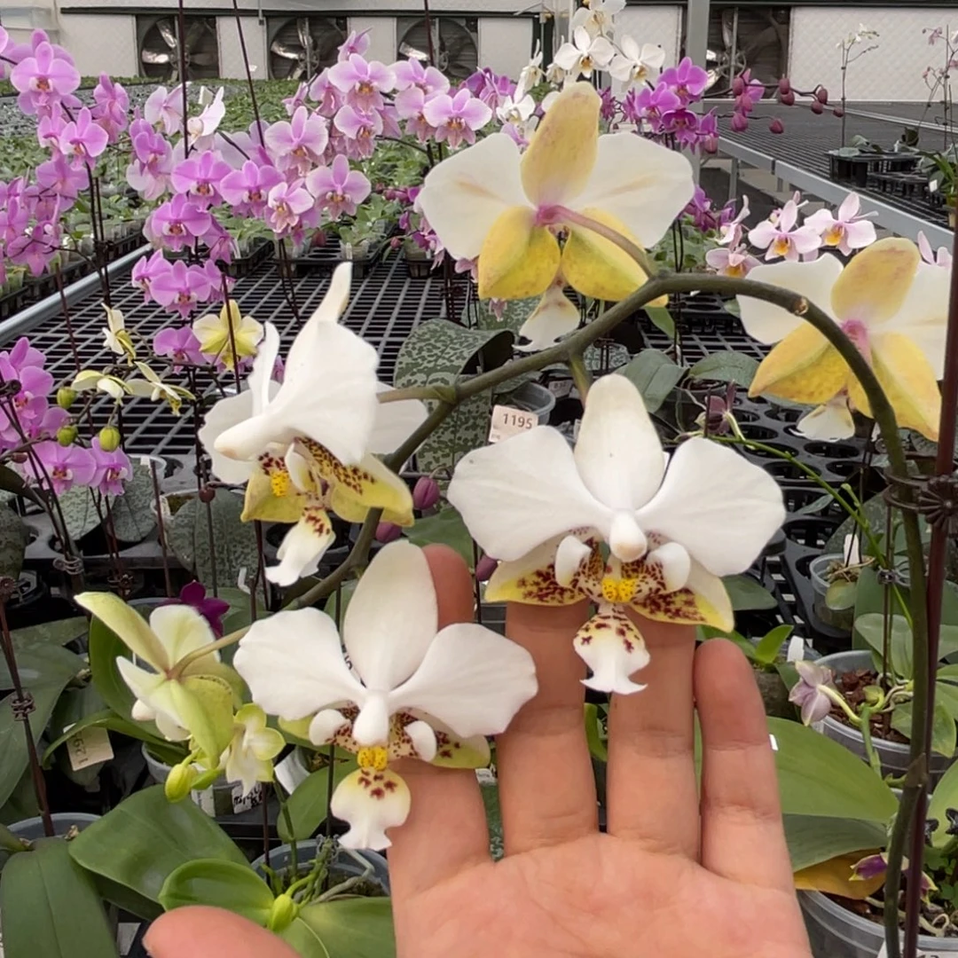 大部分花苞少量开放编号838香白史