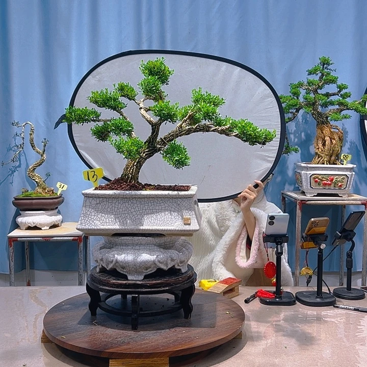 无花朵广东皱皮雀舌黄杨