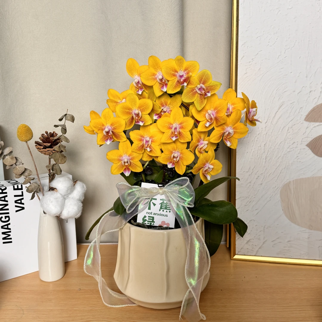 蝴蝶蘭《香水黄金》独有金黄色系 白底金边 桌面款花花