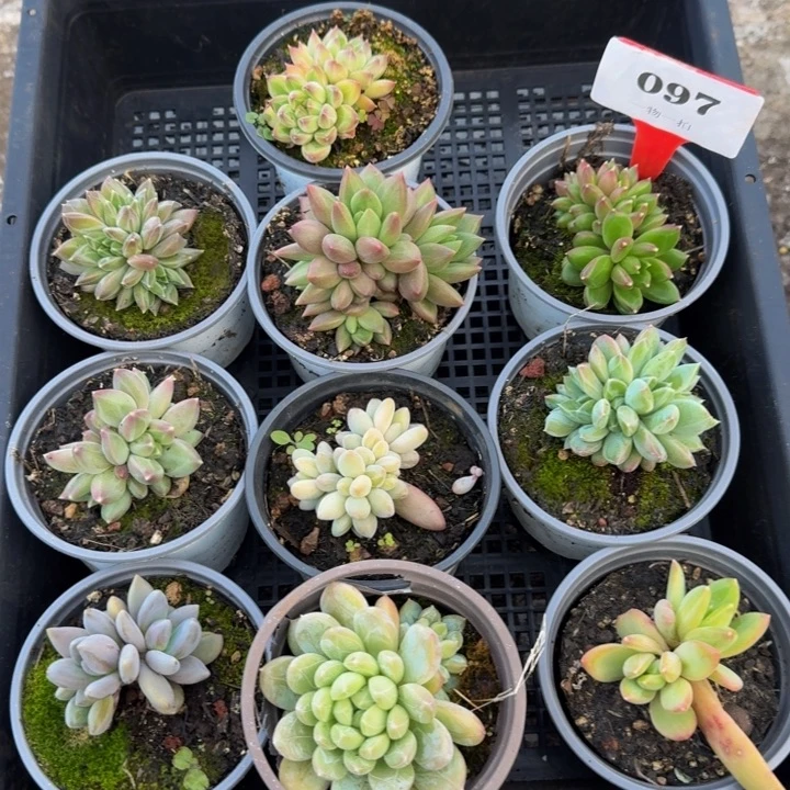 097多肉植物一物一拍