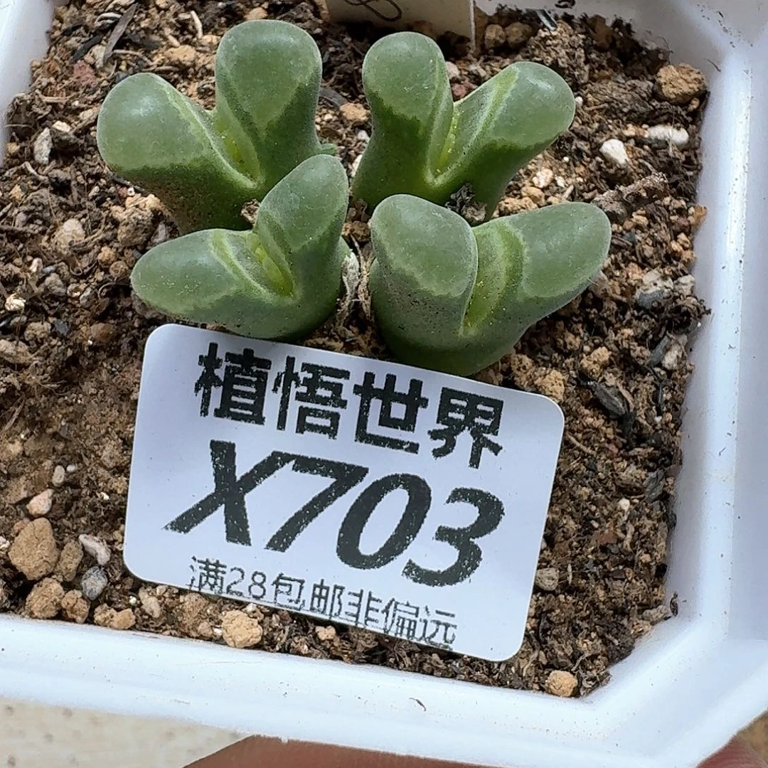 的植物的人生efhjj