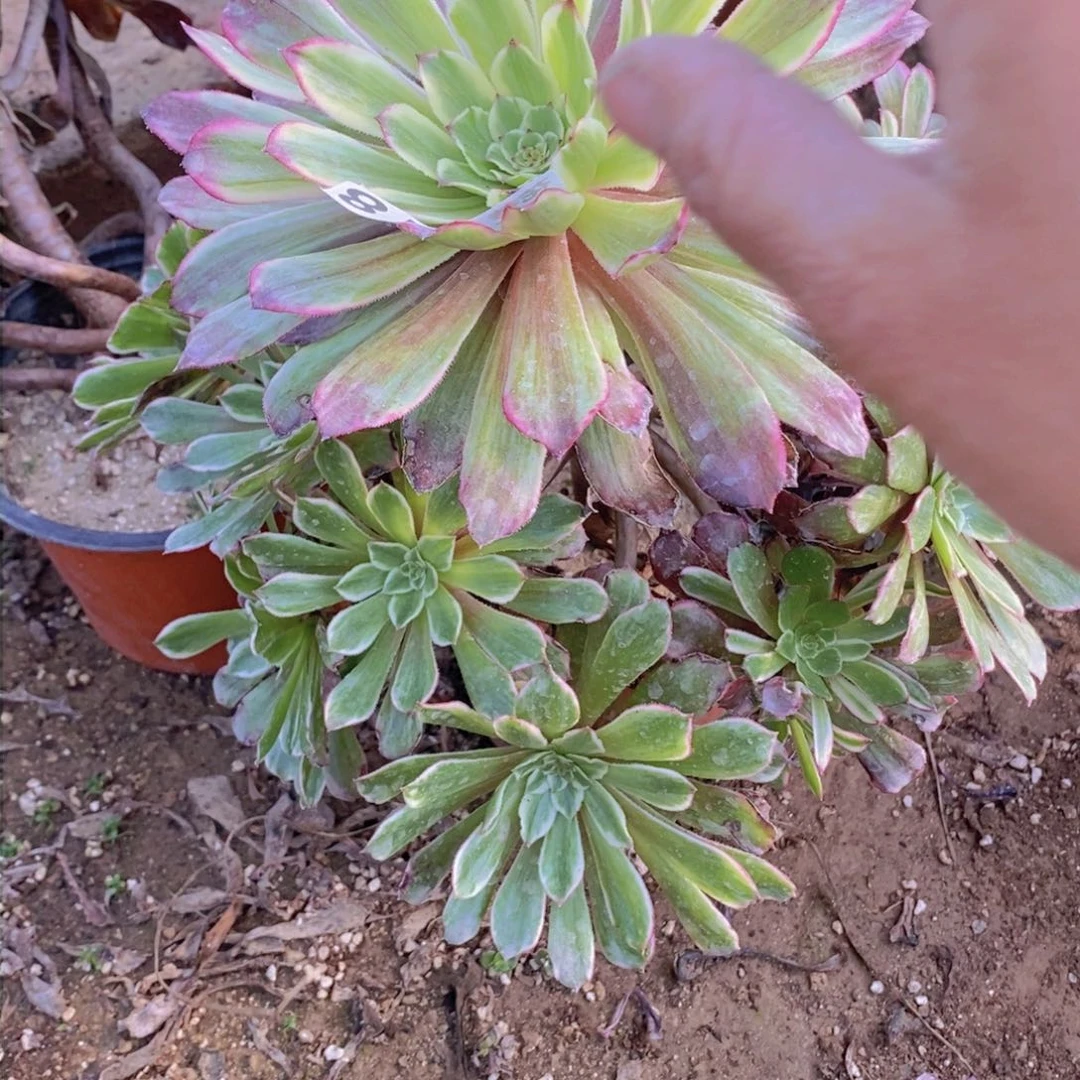 418 号一物一拍多肉植物