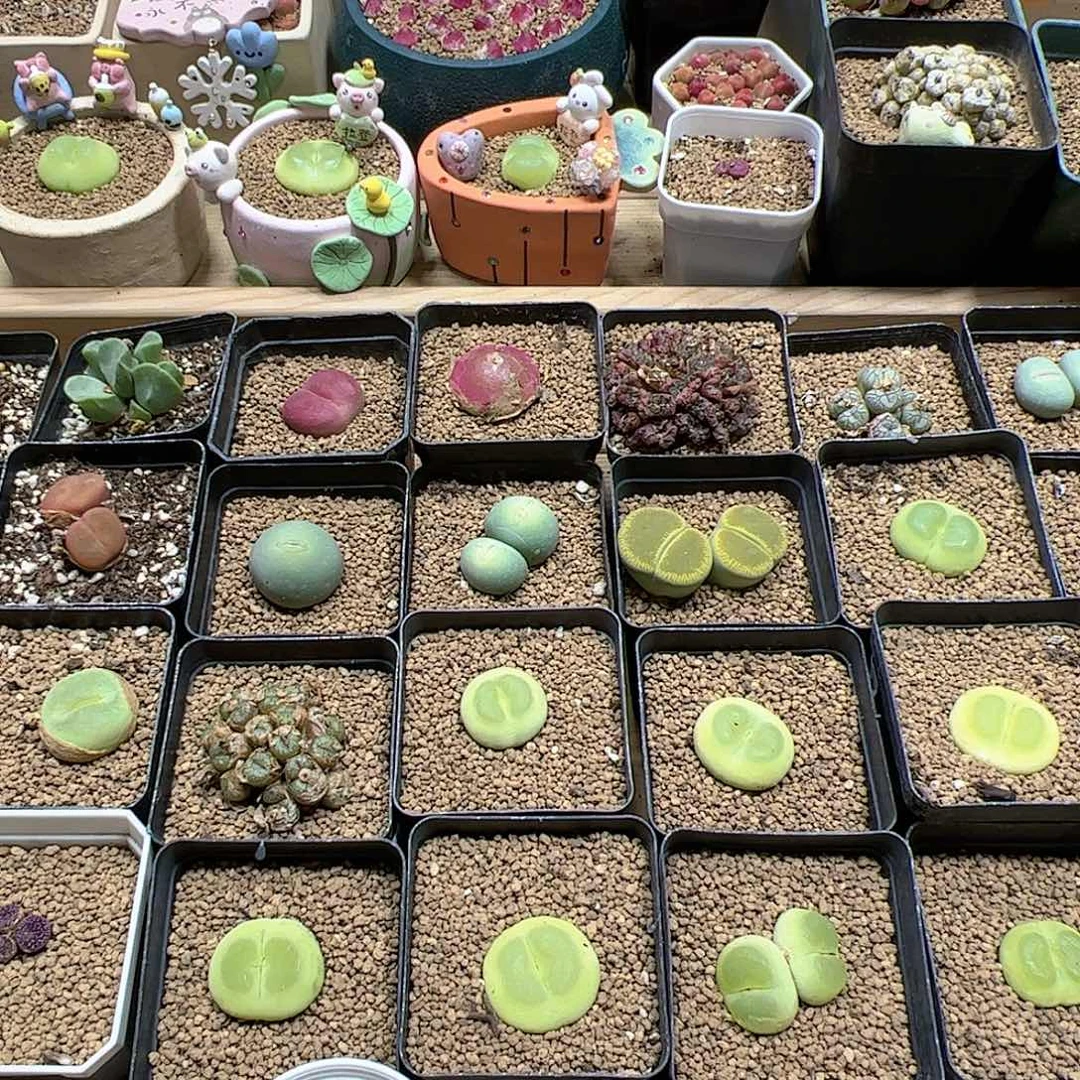 【闪购商品】?*看253 一起