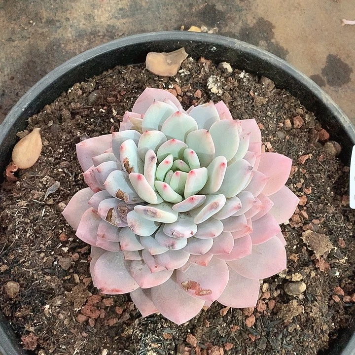 807星星雪一物一拍多肉