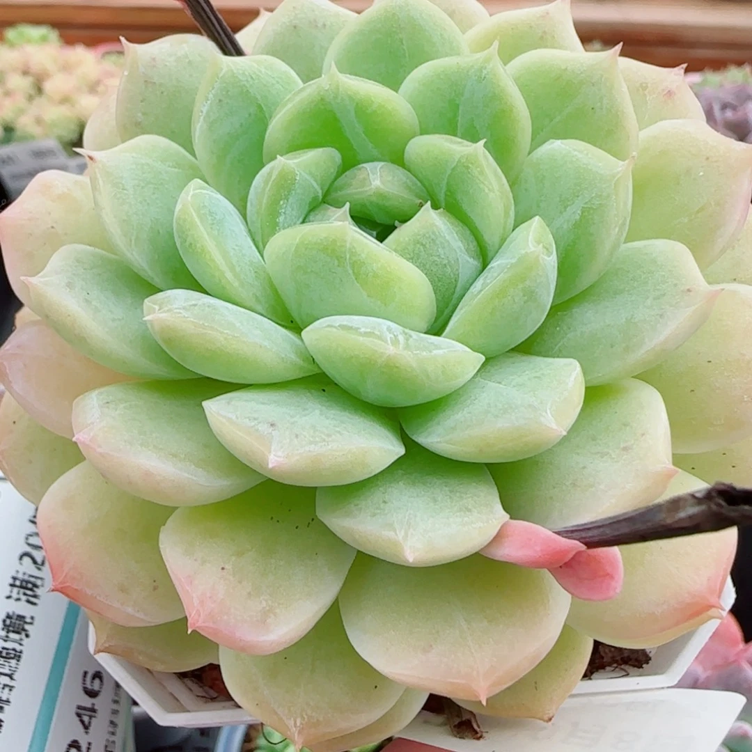 花语逸镜1008-243母本溏心