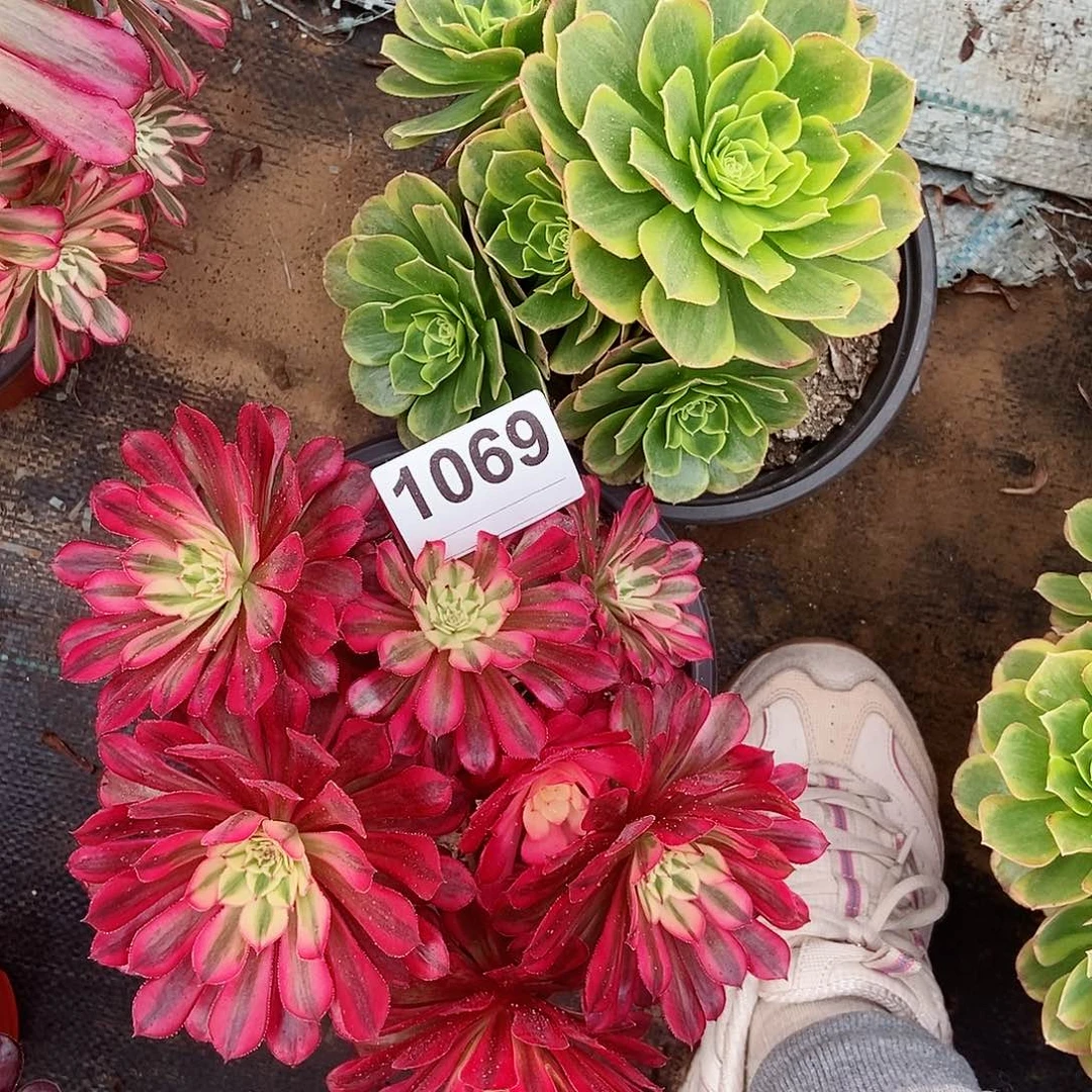 红陶1069黑铜白奶白小颗3多肉