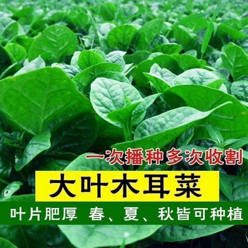 四季大叶木耳菜种子肉厚懒人耐高温耐湿阳台盆栽高钙易种蔬菜种籽