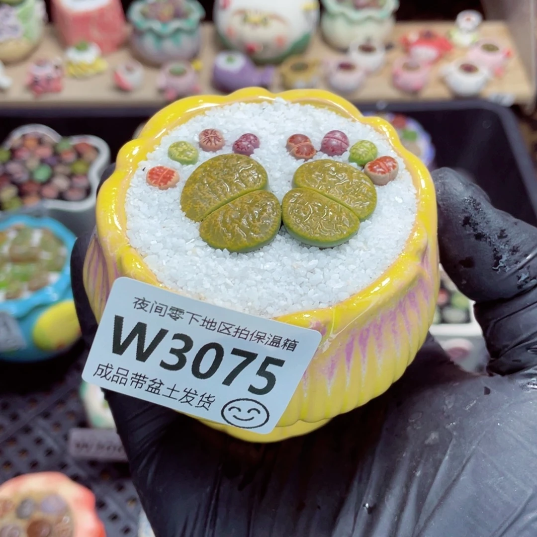 夜间零下地区拍保温箱w3075