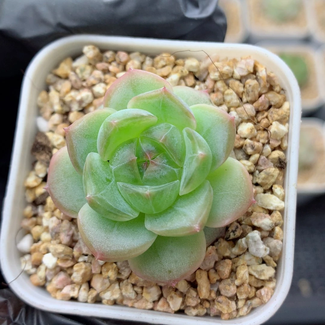 58包邮  群生不包整糖心95