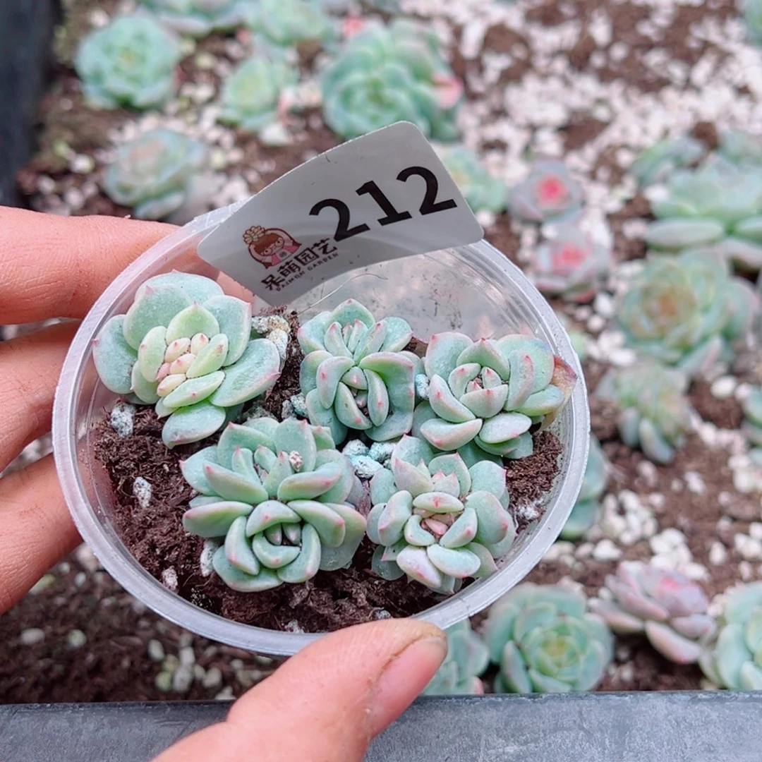 月***凉多肉植物多肉植物
