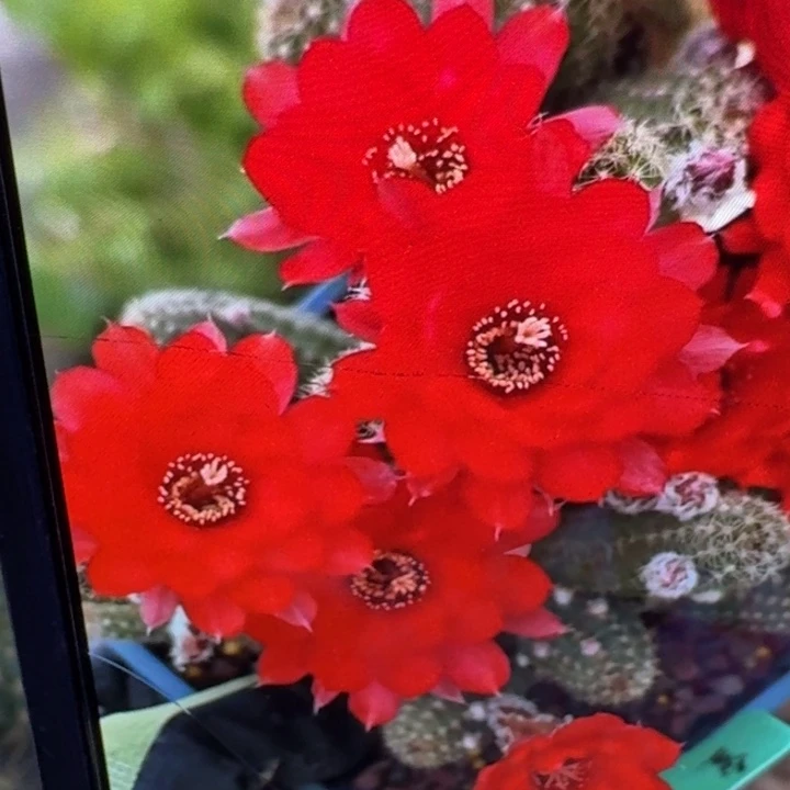 30白檀皇后3个无根侧牙，20包邮