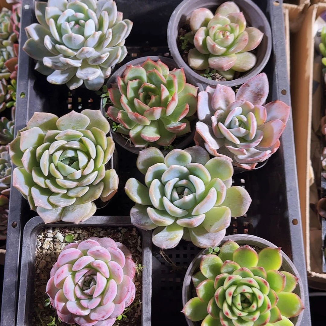 多肉植物带盆发货